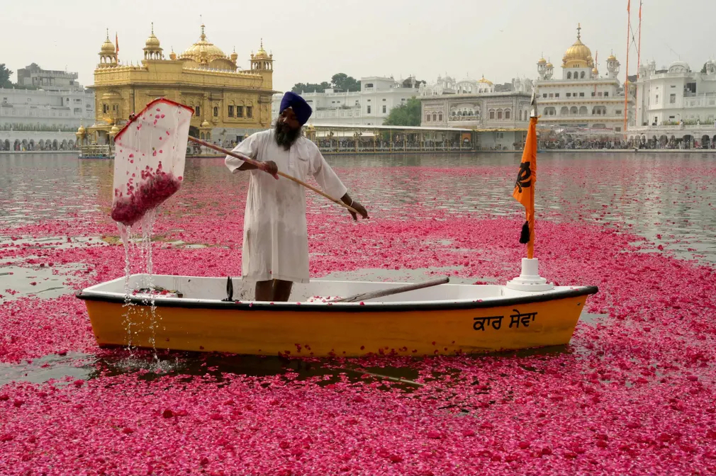 Một tình nguyện viên vớt cánh hoa hồng trên hồ sau khi một chiếc trực thăng rải cánh hoa hồng xuống đền vàng Harmandir Sahib (Ấn Độ). (Ảnh: Narinder Nanu/AFP/Getty Images)
