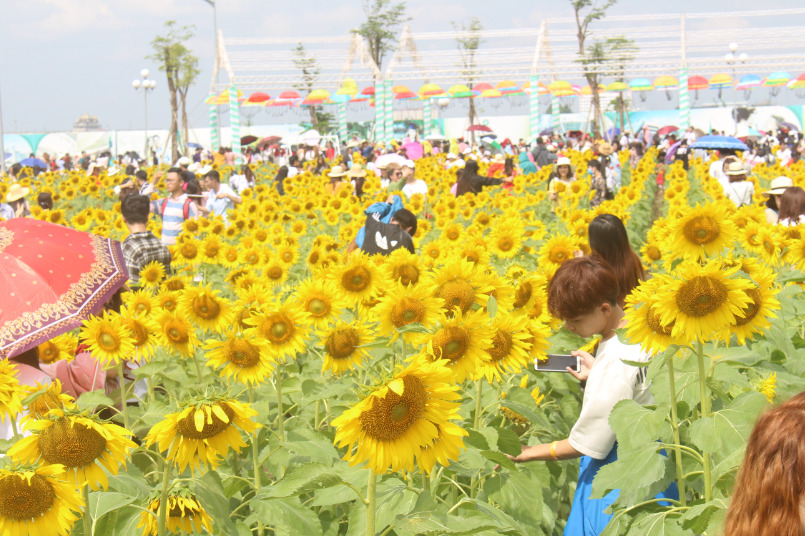 Cánh đồng hoa hướng dương rộng gần 18.000 m2 ở quận Thủ Đức (TP HCM) thu hút hàng nghìn lượt  