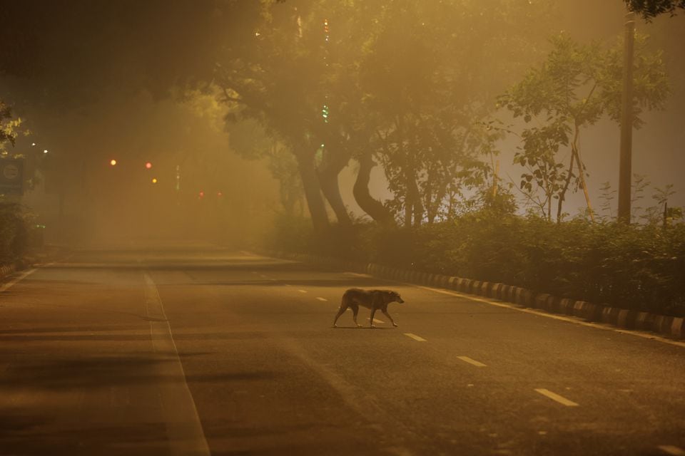Một buổi sáng mù sương ở thủ đô New Dehli, Ấn Độ. (Ảnh: Reuters)