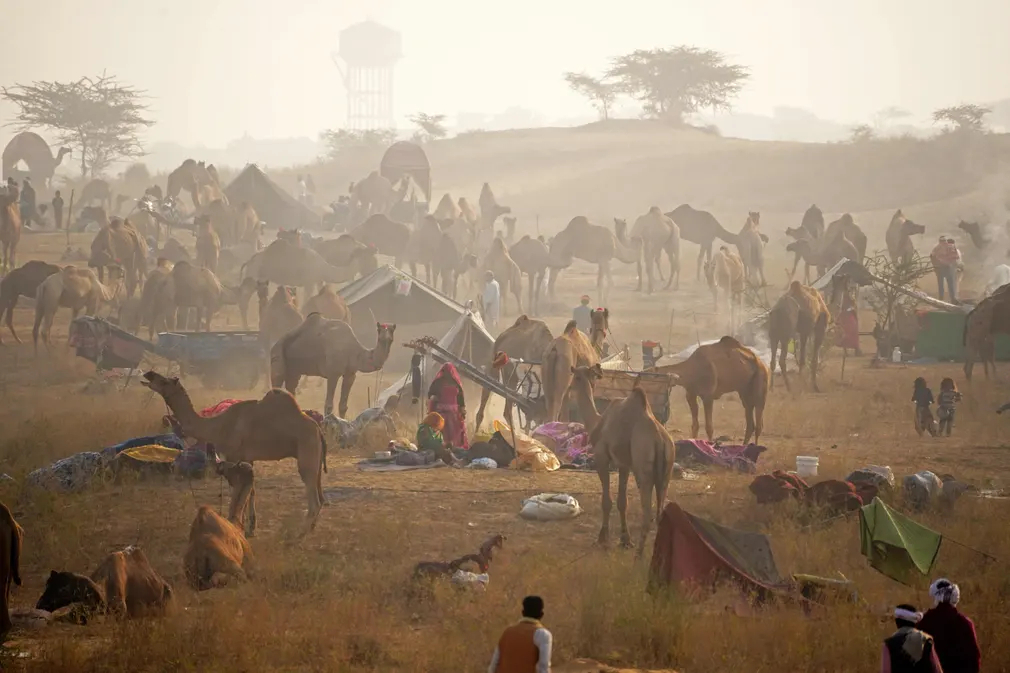 Khung cảnh Hội chợ lạc đà hàng năm ở bang Rajasthan (Pushkar, Ấn Độ). (Ảnh: Himanshu Sharma/AFP/Getty Images)