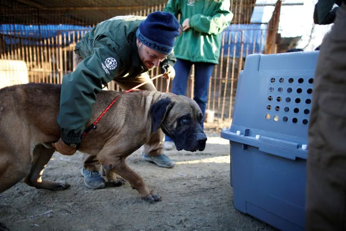 Nhân viên cứu hộ của Hiệp hội Nhân đạo Quốc tế giải cứu một con chó tại trang trại thịt chó ở Wonju, Hàn Quốc vào ngày 10/1/2017. (Theo REUTERS)    