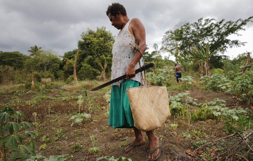 Người phụ nữ tìm rau trong khu vườn của mình ở Tanna (Vanuatu) sau khi thời tiết khô hạn kéo dài tàn phá mùa màng vào năm 2019. (Ảnh: Mario Tama/Getty Images)
