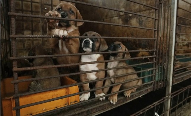 Một trang trại nuôi chó ở thành phố Pyeongtaek, Hàn Quốc. (Ảnh: AP)    