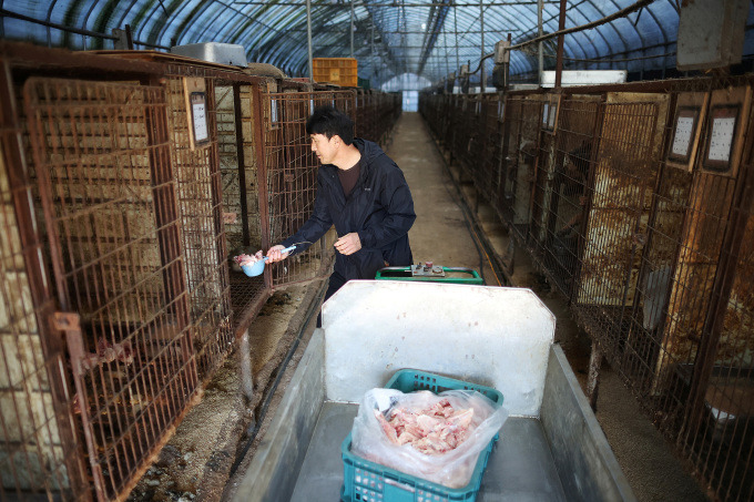 Một trang trại chăn nuôi chó ở thành phố Hwaseong, Hàn Quốc. (Ảnh: Reuters)