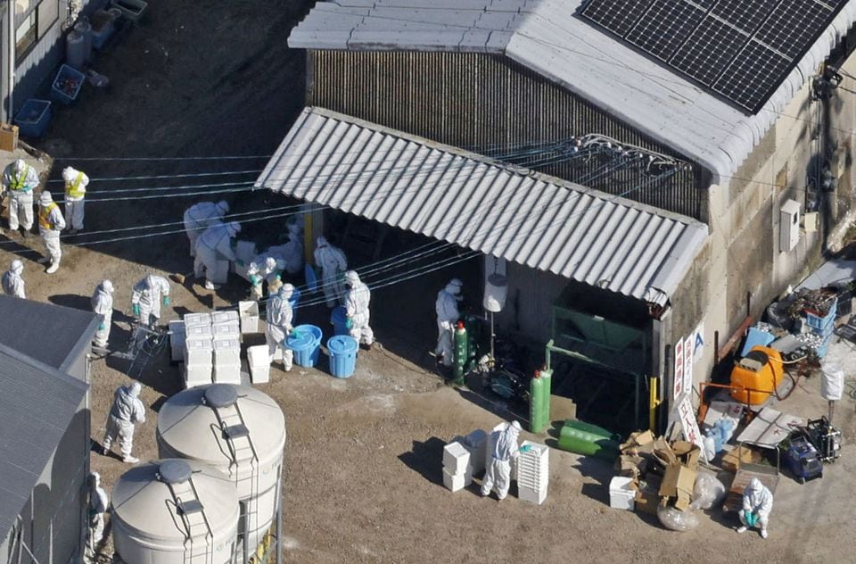 Các quan chức mặc đồ bảo hộ đang tiêu hủy gà tại một trang trại gia cầm nơi phát hiện bệnh cúm gia cầm loại H5 ở quận Saga, Nhật Bản ngày 25/11. (Ảnh: Kyodo)
