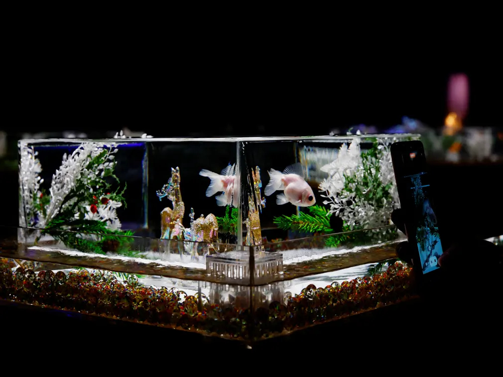 Bể cá vàng được trang trí theo chủ đề Giáng sinh tại Bảo tàng Thủy cung Nghệ thuật ở Tokyo (Nhật Bản). (Ảnh: Kim Kyung - Hoon/Reuters)