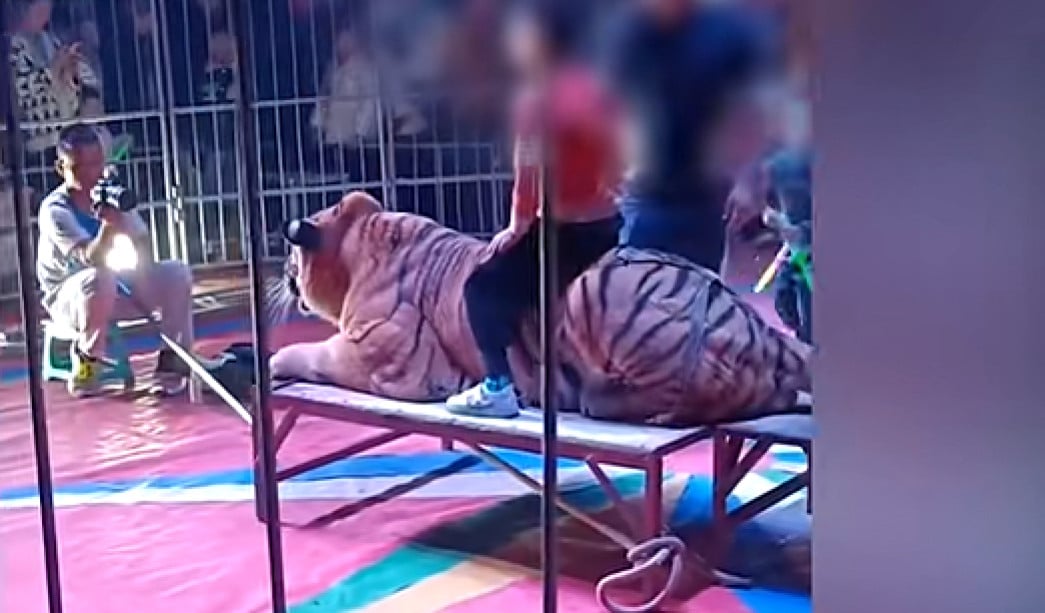 Đoạn video cho thấy một con hổ nằm trên khung kim loại với hai chân sau bị trói. Trong khi đó, hai chân trước và đuôi của nó vẫn cử động, khiến nhiều người bày tỏ sự lo ngại về các vấn đề an toàn.