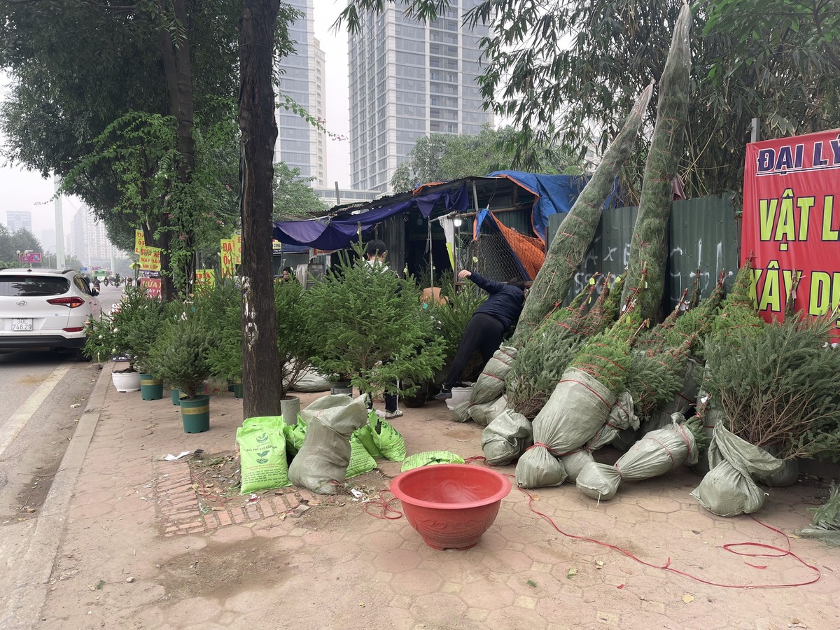 Thông tươi đổ bộ xuống phố tại Hà Nội giá từ 2 - 4 triệu đồng/cành.