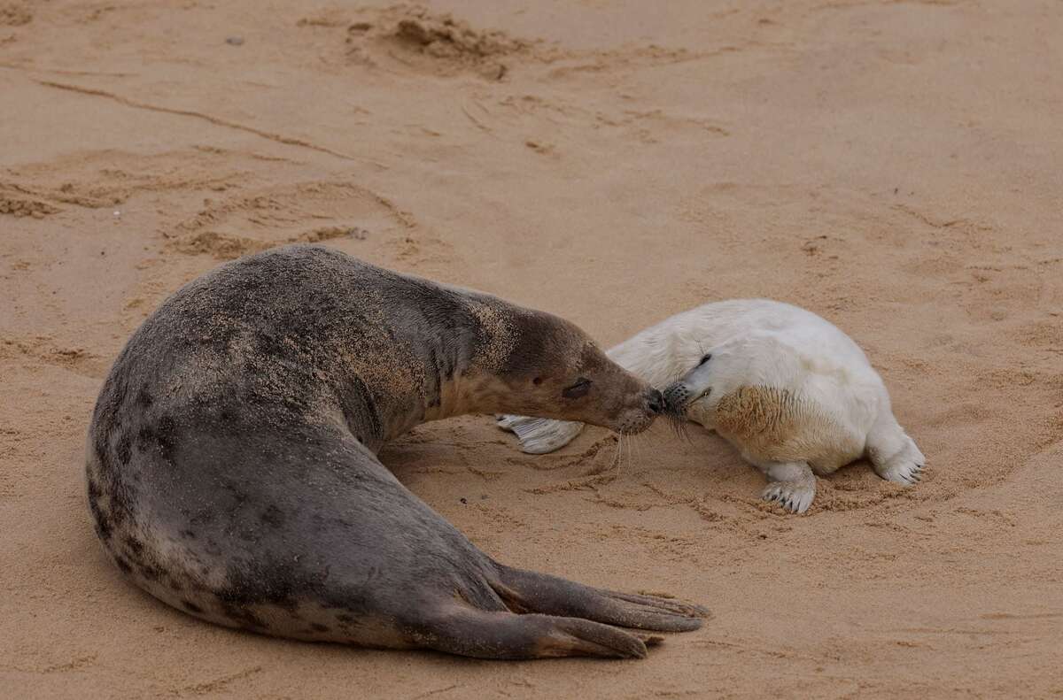 Hai chú hải cẩu nghỉ ngơi trên bãi biển Horsey Gap (Vương quốc Anh). (Ảnh: REUTERS/Andrew Couldridge)