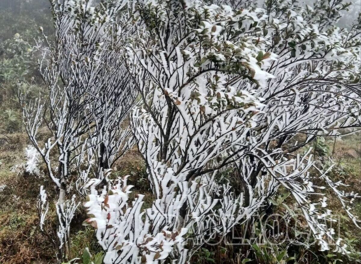 Băng tuyết bao bọc trắng cành cây đỗ quyên ở điểm 2300m, trên đường lên đỉnh Phan Si Păng. (Ảnh: Phan Chinh)