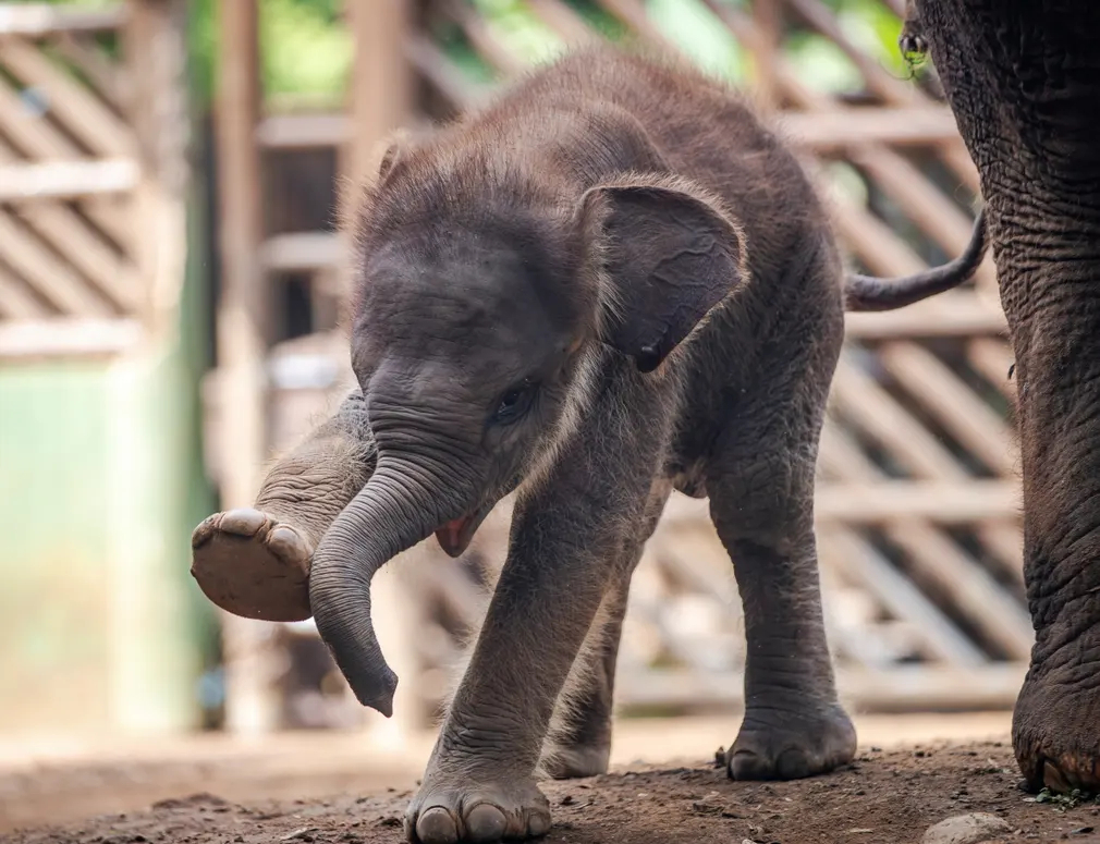 Chú voi Sumatra một tháng tuổi chơi đùa cạnh mẹ tại vườn thú Bali (Indonesia). (Ảnh: Made Nagi/EPA)