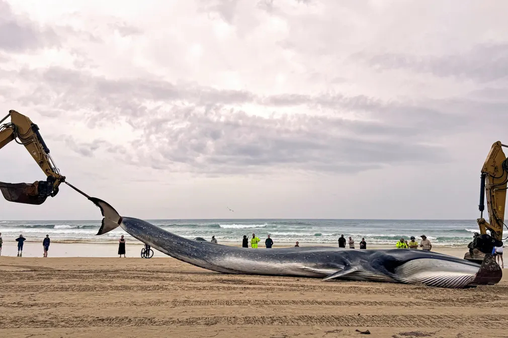 Công nhân di chuyển một con cá voi vây chết dạt vào bãi biển Minnie Water (Australia). (Ảnh: Palani Mohan/AFP/Getty Images)