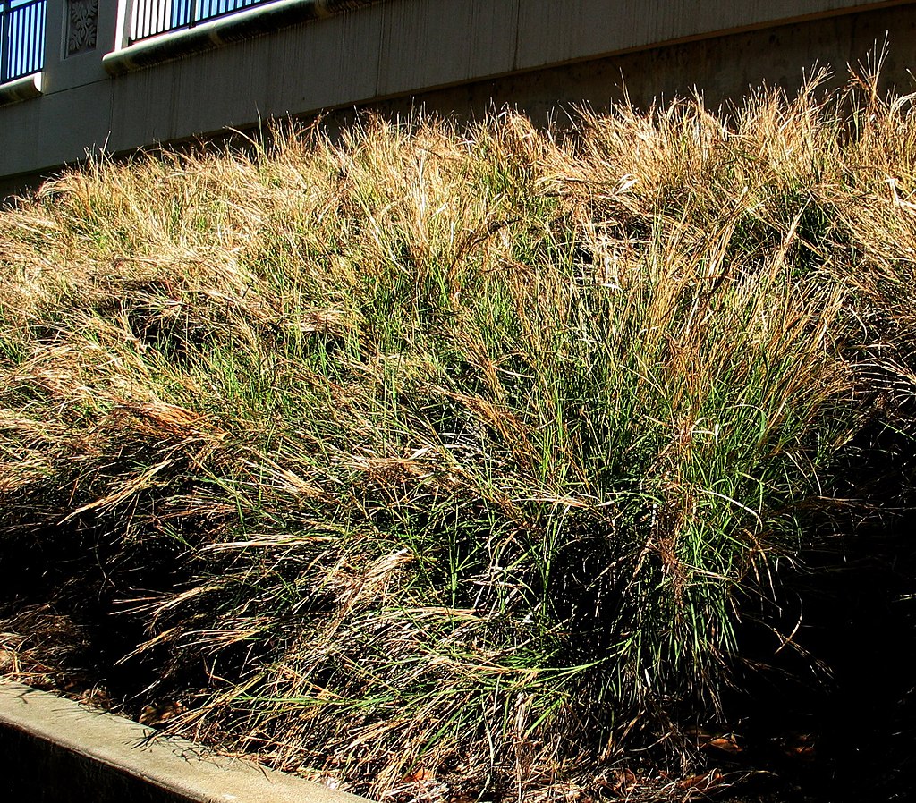 Cỏ Pili Grass (Heteropogon contortus) là một loại cỏ bụi nhiệt đới lâu năm. (Ảnh: Wiki)