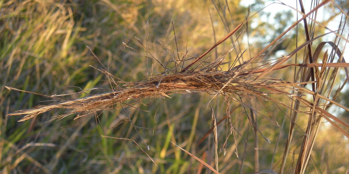 Hạt chín của cỏ Pili. (Ảnh: Wiki)