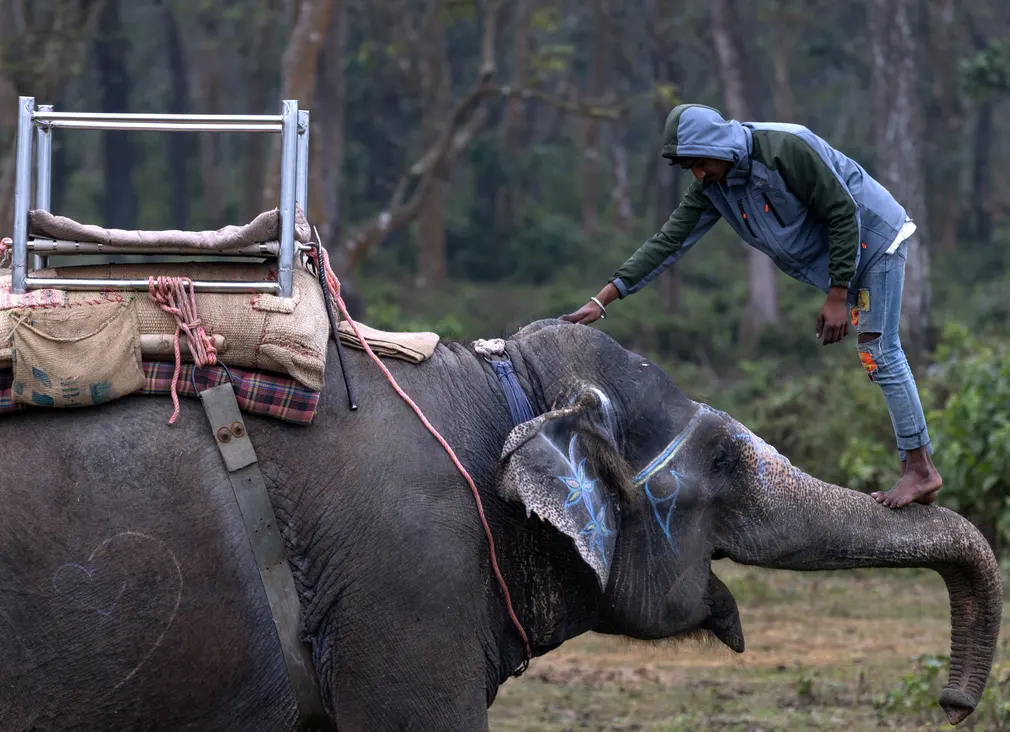 Một người quản tượng cưỡi voi tại công viên quốc gia Chitwan (Nepal). (Ảnh: Narendra Shrestha/EPA)