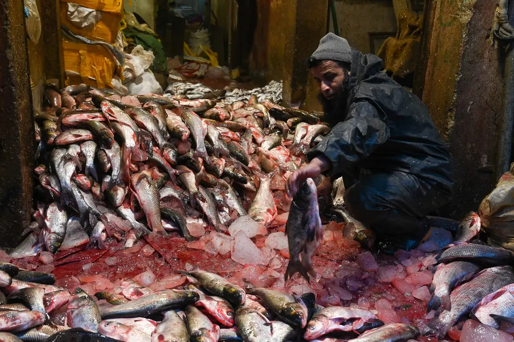 Một công nhân đang phân loại cá ở chợ đầu mối Peshawar (Pakistan). (Ảnh: Abdul Majeed/AFP/Getty Images)