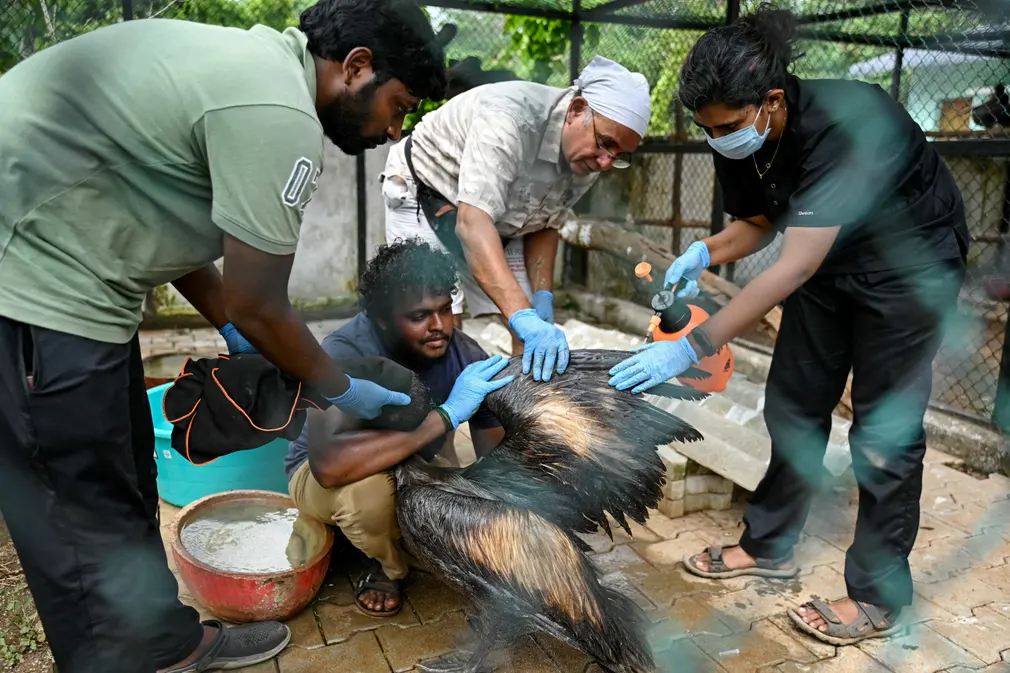 Tình nguyện viên tắm cho một con bồ nông tại công viên quốc gia Guindy (Chennai, Ấn Độ) sau khi giải cứu nó khỏi vụ tràn dầu ở Ennore Creek. (Ảnh: R Satish Babu/AFP/Getty Images)