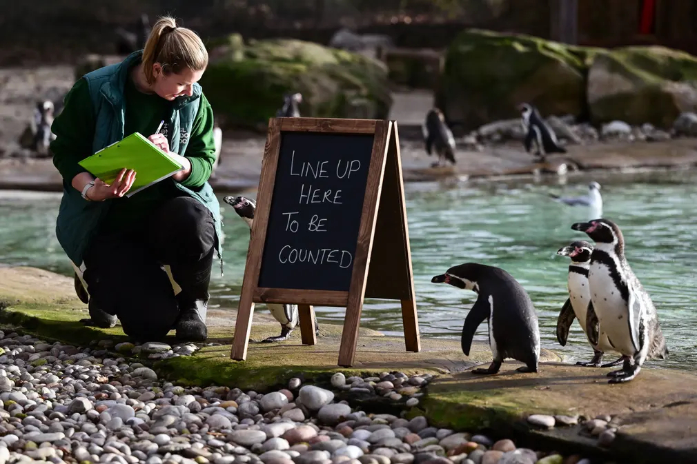 Nữ nhân viên đếm số lượng chim cánh cụt Humboldt trong đợt kiểm kê hàng năm của Sở thú London (Vương quốc Anh). (Ảnh: James Veysey/Rex/Shutterstock)