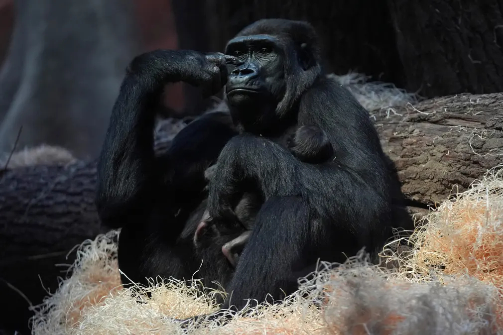 Duni - một chú khỉ đột 10 tuổi bế đứa con mới sinh của mình ở Prague (Cộng hòa Séc). (Ảnh: Petr David Josek/AP)