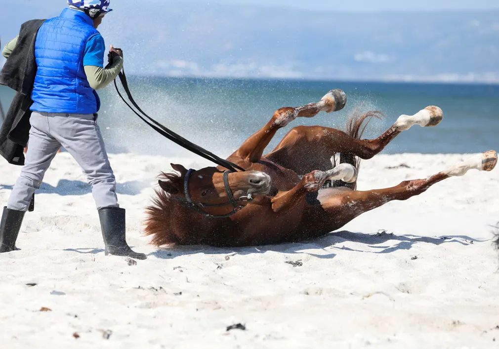 Một chú ngựa đua lăn lộn trên cát trong cuộc diễu hành ở bãi biển Muizenberg (Cape Town, Nam Phi). (Ảnh: Esa Alexander/Reuters)