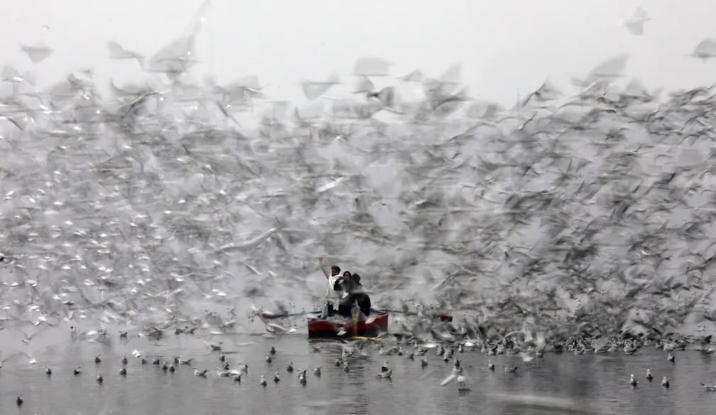 Người dân cho hải âu ăn trên sông Yamuna (Delhi, Ấn Độ) vào một buổi sáng sương mù lạnh giá. (Ảnh: Rajat Gupta/EPA)