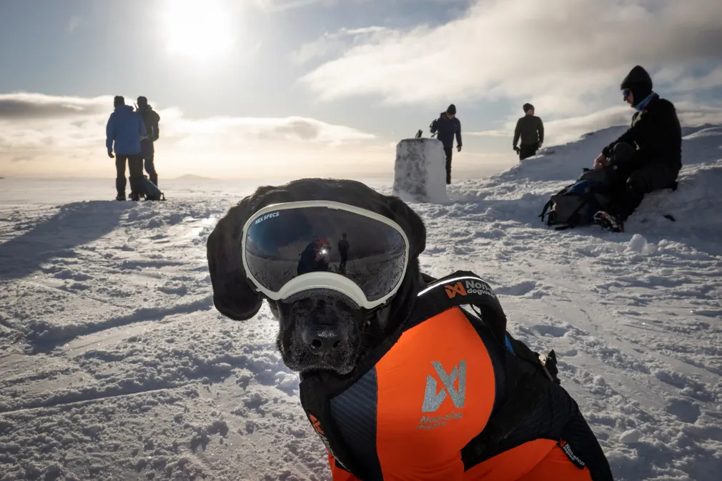 Chú chó Kai của vận động viên trượt tuyết Cieran Marschal ngồi trên ngọn đồi ở Glenshee (Scotland). (Ảnh: Murdo MacLeod/The Guardian)