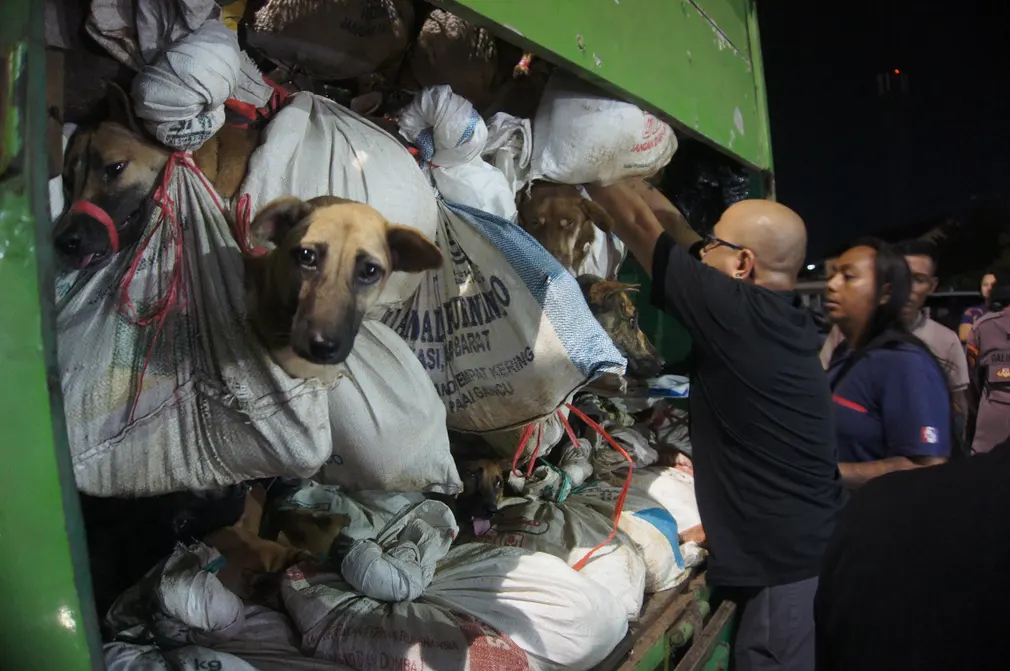 Các nhà hoạt động của Tổ chức bảo vệ động vật Hope Shelter kiểm tra một chiếc xe tải chứa hàng trăm con chó bị cảnh sát thu giữ ở Semarang (Indonesia). (Ảnh: Daffa Ramya Kanzuddin/AFP/Getty Images)