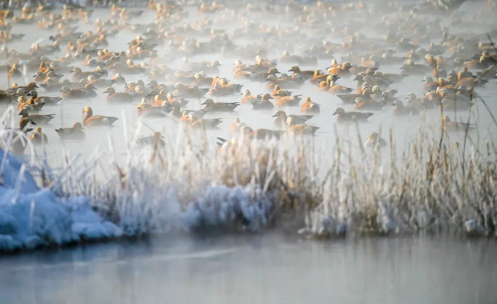 Đàn vịt bên bờ sông vào một ngày sương mù ở Hohhot (Nội Mông, Trung Quốc). (Ảnh: Costfoto/NurPhoto/Rex/Shutterstock)