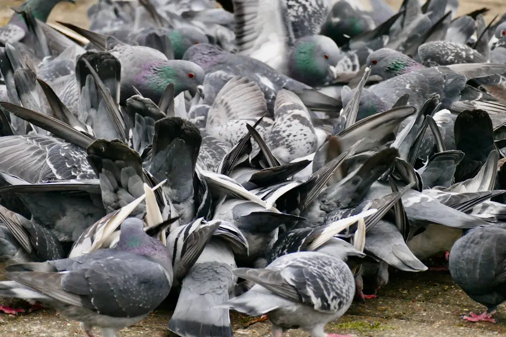 Một đàn chim bồ câu tranh giành thức ăn ở Reading (Vương quốc Anh). (Ảnh: Geoffrey Swaine/Rex/Shutterstock)