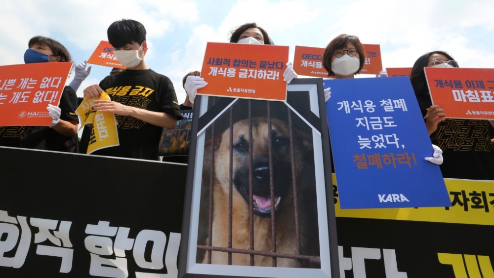 Phản đối ăn thịt chó ở Hàn Quốc. (Ảnh: Korea Times)  