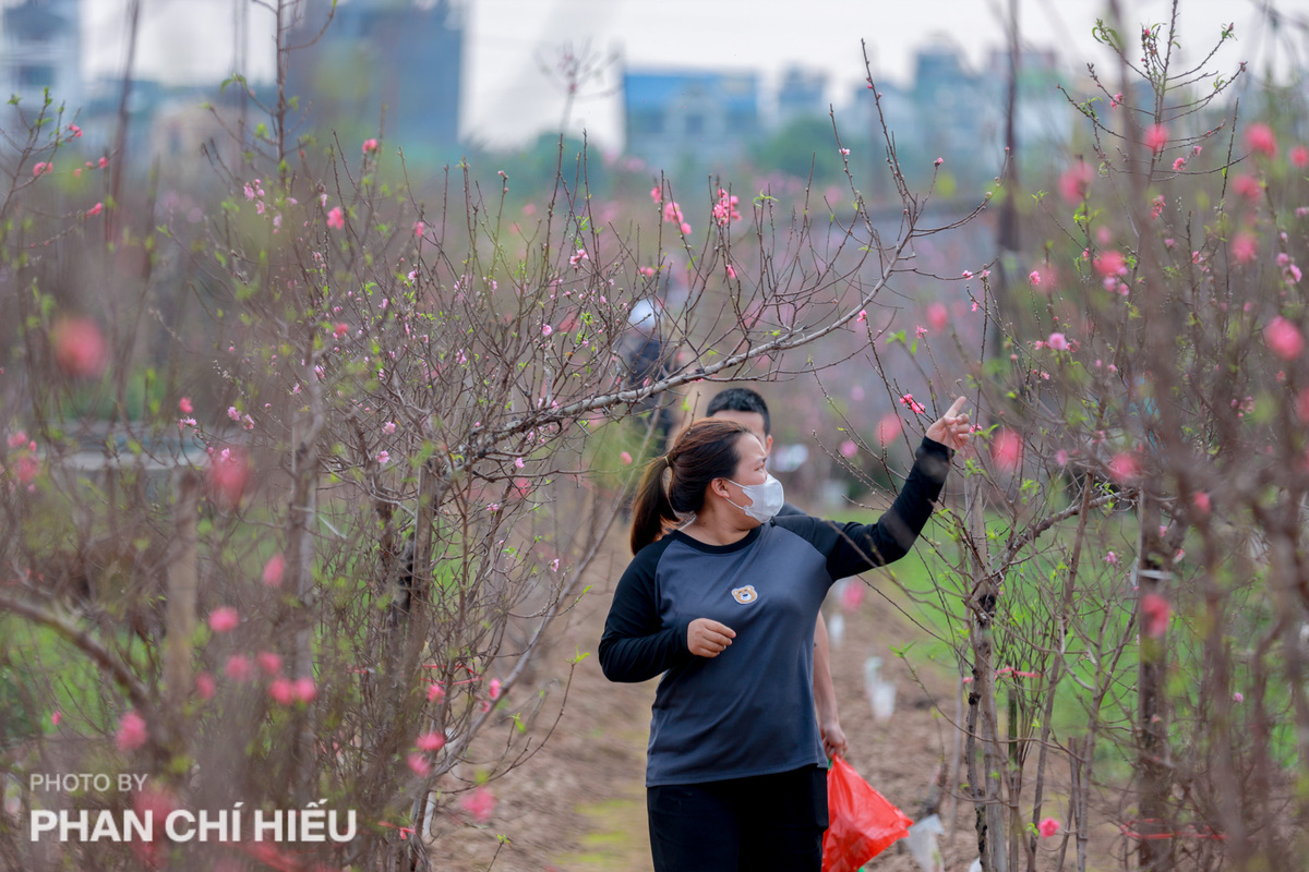 Còn khoảng 1 tháng nữa mới đến Tết Nguyên đán, thế nhưng tại làng đào Nhật Tân (quận Tây Hồ, TP Hà Nội) đã bắt đầu có hoa đào phục vụ những người dân có nhu cầu sớm.