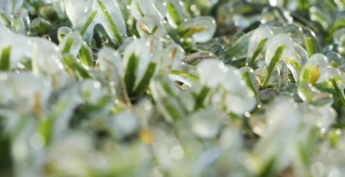 Sương giá xuất hiện ở cửa sổ quán cà phê ở New Orleans. Những ngọn cỏ cứng lại thành những cột băng khi tuyết rơi và nhiệt độ giảm ở Houston, Texas. (Ảnh: AP)  