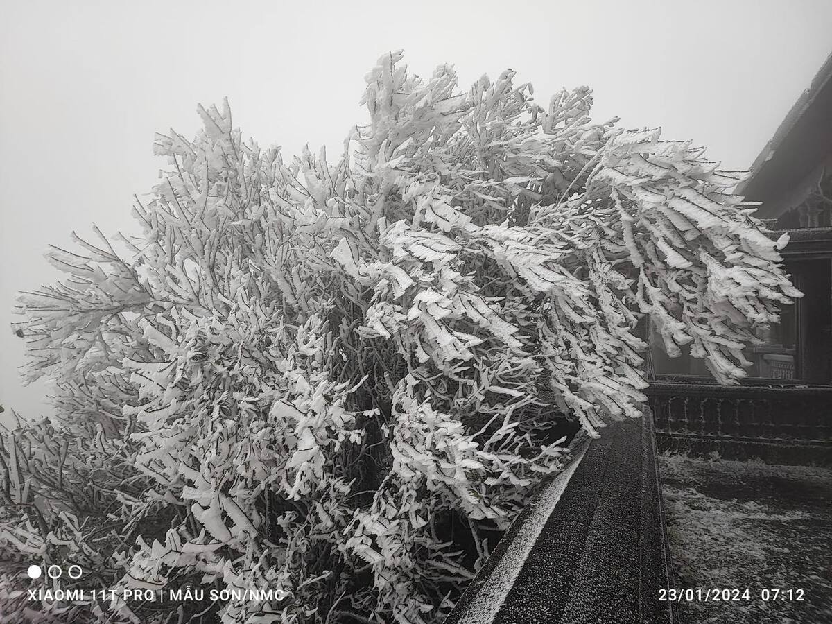 Băng giá bao phủ trắng xóa cành cây ở khu vực đỉnh núi Mẫu Sơn. (Ảnh: Nguyễn Xuân Chuyển)