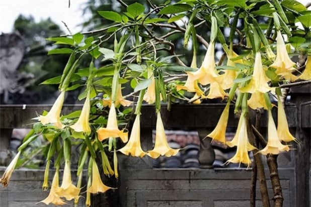 Cây Datura, hay còn gọi là “cà độc dược”, được biết đến là một trong những loại cây nguy hiểm nhất thế giới. Những bông hoa xinh đẹp và dược tính độc đáo của nó đã thu hút sự chú ý rộng rãi trên toàn thế giới, được xếp nhóm độc bảng A.