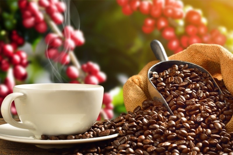 Xuất khẩu cà phê của Việt Nam sang Hà Lan đạt 44,34 nghìn tấn. Ảnh minh họa