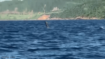 Video: Thú vị hình ảnh lần đầu tiên có đàn cá heo 'quẫy sóng' trên biển Đà Nẵng