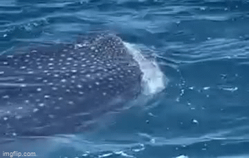 Cá nhám voi dài hơn 4 mét xuất hiện trên biển Quy Nhơn