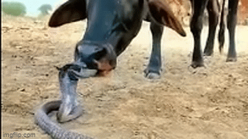 Bất ngờ với phản ứng của rắn hổ mang khi bị bò liếm đầu