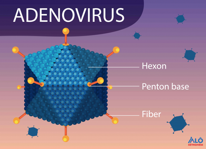 Adenovirus là một trong những nguyên nhân gây viêm đường hô hấp ở người nhất là đối tượng trẻ sơ sinh và trẻ nhỏ
