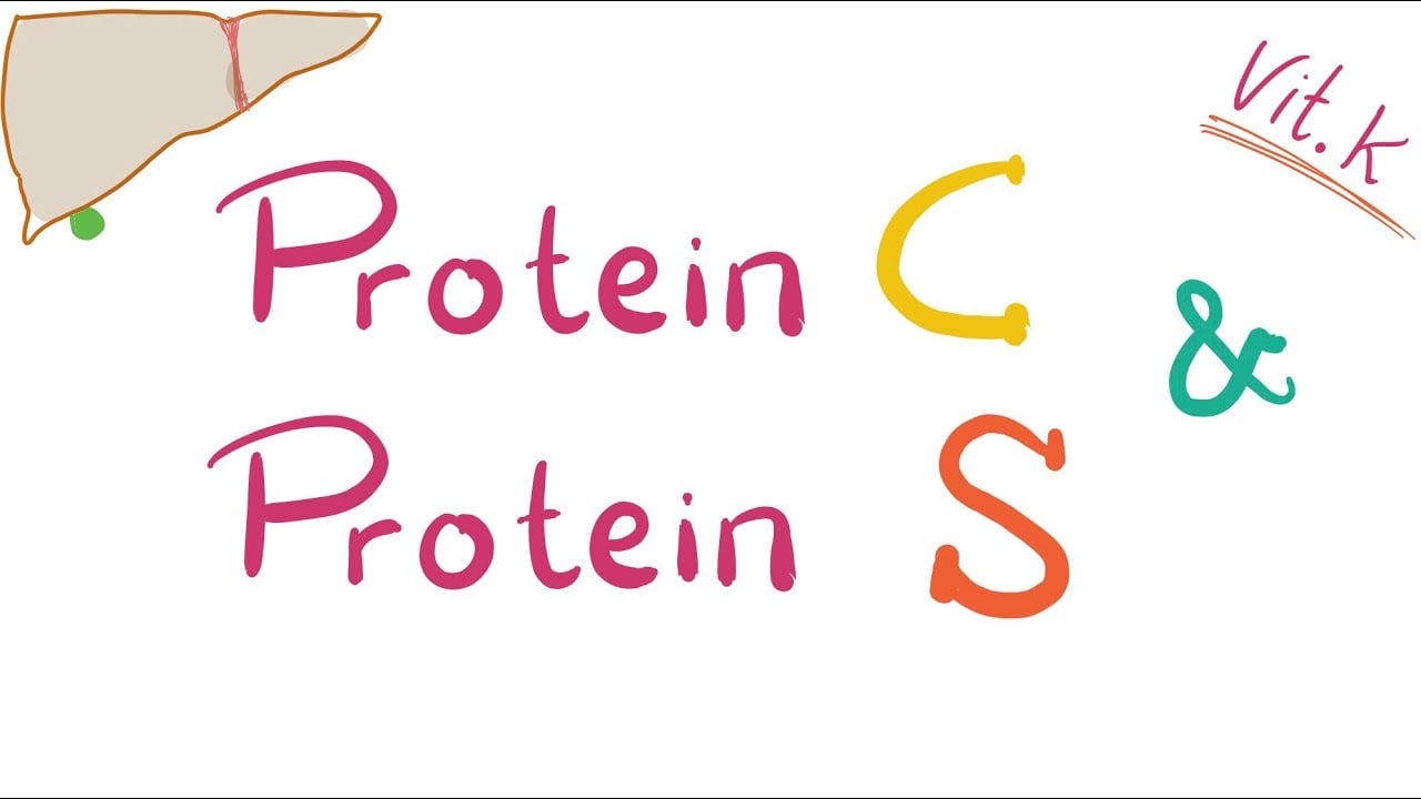 Tìm hiểu về protein s là gì và tác dụng của nó trong quá trình tuần hoàn máu