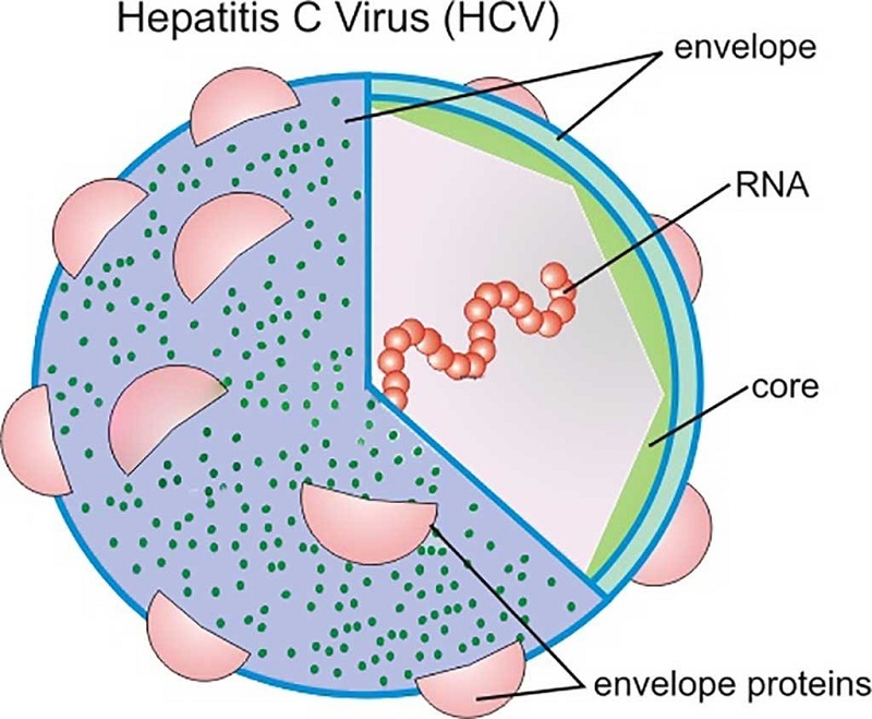 HCV genotype 1 là loại nào?
