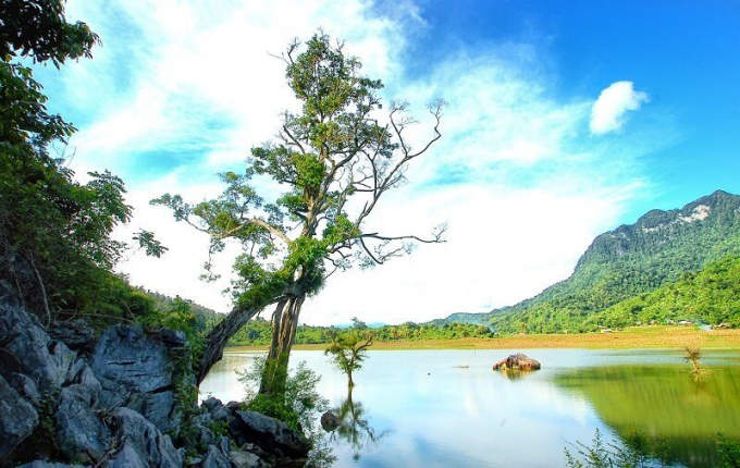 Cây may ẳn trên hồ Noong | Nguồn: motogo.vn