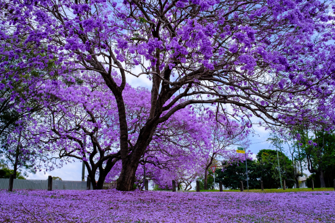 Mùa hoa jacaranda tại thành phố Brisbane, Úc