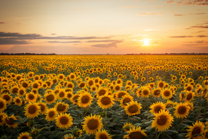 Những cánh đồng hoa hướng dương cũng là hình ảnh nổi tiếng tại Ukraine
