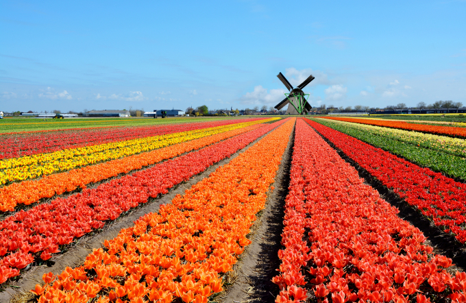 Cánh đồng hoa Tulip ngút ngàn tại Hà Lan