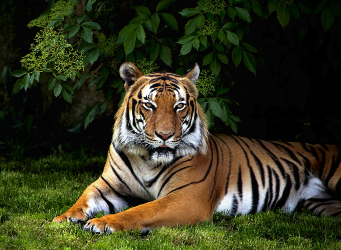 Loài hổ Sumatra nổi tiếng tại Indonesia