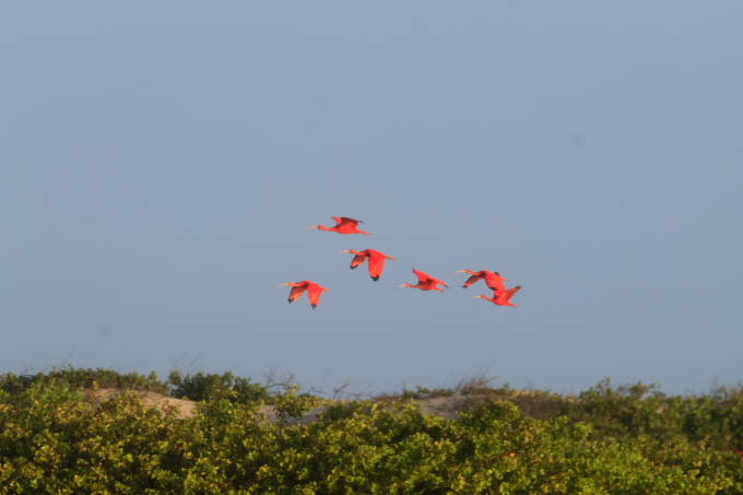 Những chú chim di cư tại Lençóis Maranhenses | Ảnh sưu tầm