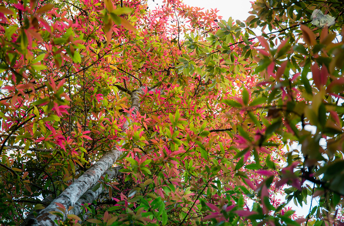 Những thân cây lá đỏ đẹp tựa cổ tích | Ảnh: Lạc Tour