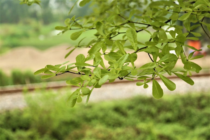 Bàng lá nhỏ (hay còn gọi là bàng Đài Loan) thuộc cây thân gỗ cỡ nhỡ, vỏ cây có màu nâu nhạt. Cây có thể cao 10-20 m, chiều cao ngọn 6-8 m.