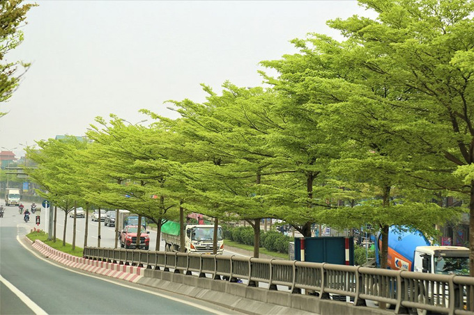 Thời điểm này, bàng lá nhỏ đang phủ xanh nhiều tuyến đường nội thành Hà Nội như Hoàng Quốc Việt, Nguyễn Khánh Toàn, Nguyễn Phong Sắc, Trần Thái Tông...